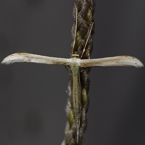 6233.97 Unidentified Plume Moth Hellinsia spp yard 5-14-12
