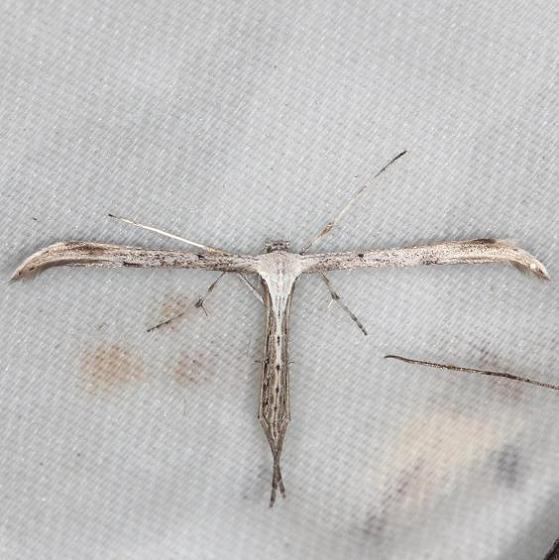 6234 Morning-glory Plume Moth yard 8-8-13