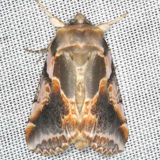 6236 Glorious Habrosyne Moth Battelle Darby Biggert Rd 8-19-16