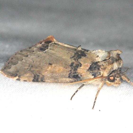 6237 Tufted Thyratirid Moth yard 7-30-13