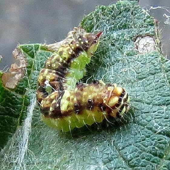 6251 Arched Hooktip Caterpillar on Alder at Twin Fall Munising UP Mich 9-25-13_opt