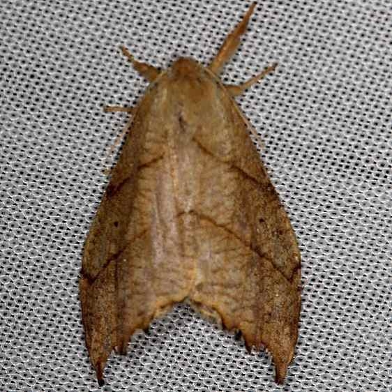 6252 Two-lined Hooktip Moth Thunder Lake Mich 6-21-13