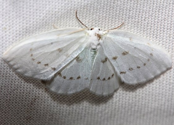 6253 Northern Eudeilinia Moth Obed River shed Tenn 8-26-12