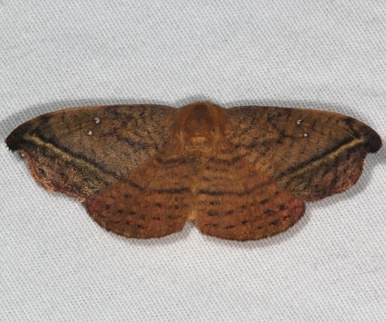 6255 Rose Hooktip Moth yard 6-6-15