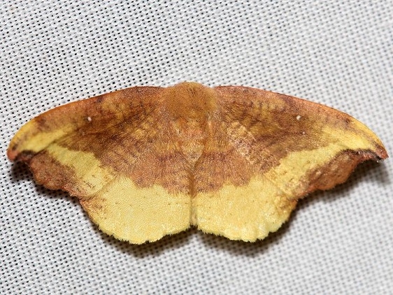 6255 Rose Hooktip yard 8-18-12 (1a)