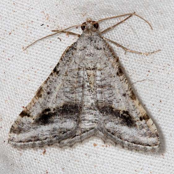 6372 Digrammia pictipennata Colorado National Monument 6-17-17 (69)_opt