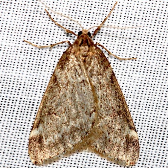 6258 Fall Cankerworm Moth Little Talbot Island St Pk Fl 2-20-13