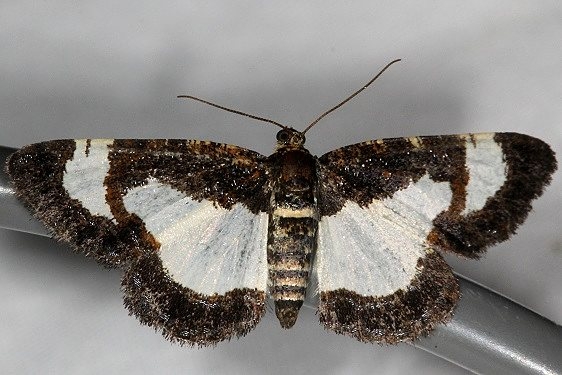 6261 Common Spring Moth Jenny Wiley St Pk 4-20-16 (38a)_opt