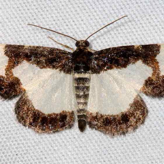 6261-Common-Spring-Moth-Yard-6-14-21