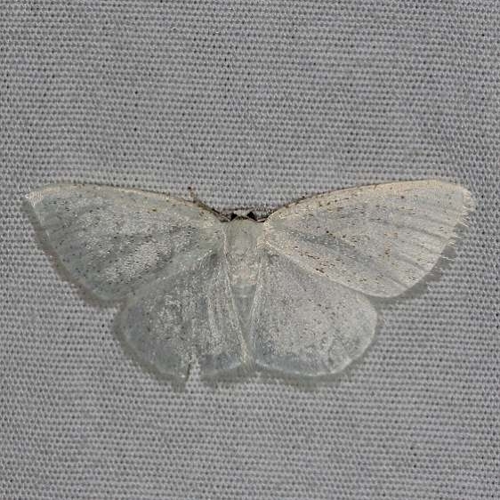 6270 Virgin Moth Burr Oak St Pk at cabins Oh 6-27-14
