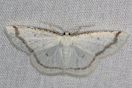 6270 Virgin Moth female Battelle Darby BG Metro Nature Center 7-20-19