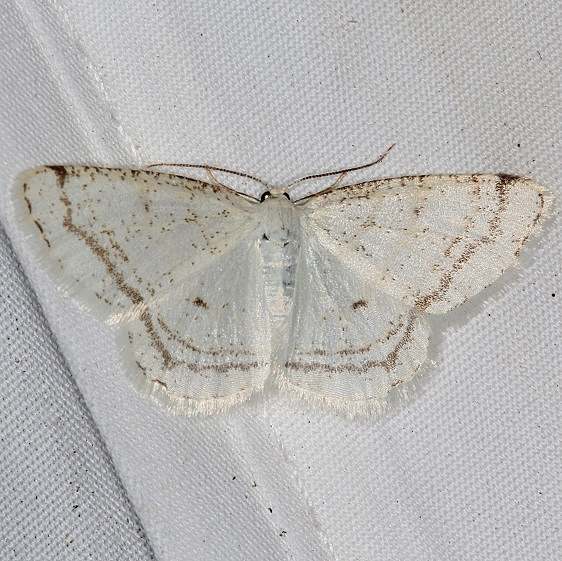 6270 Virgin Moth yard 7-23-20