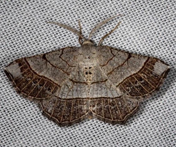 6272 Brown-bordered Geometer Moth Thunder Lake Mich UPa 6-24-13 (51)