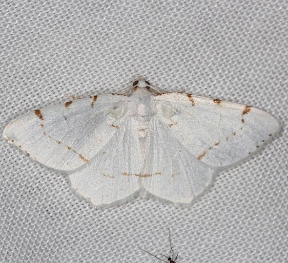 6273 Lesser Maple Spanworm Moth yarda 7-17-13 (53)