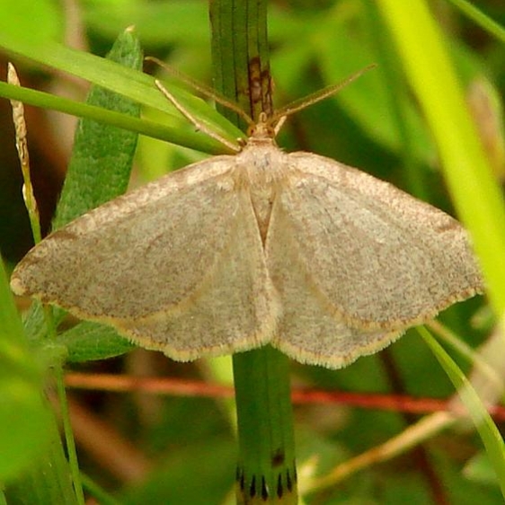 6278 Drab Angle Moth Shingleton Bog UP Mich 6-23-12