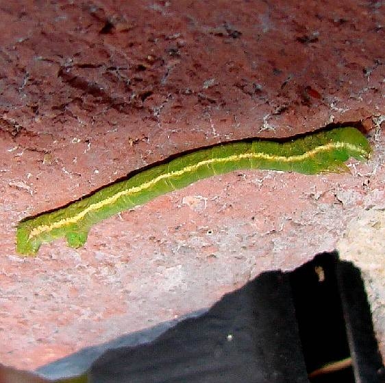 6283 Green Spanworm Caterpillar yard 9-17-09