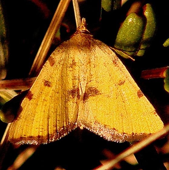 6283 Sulphur Angle Moth Remington Bog UP Mich 6-25-12