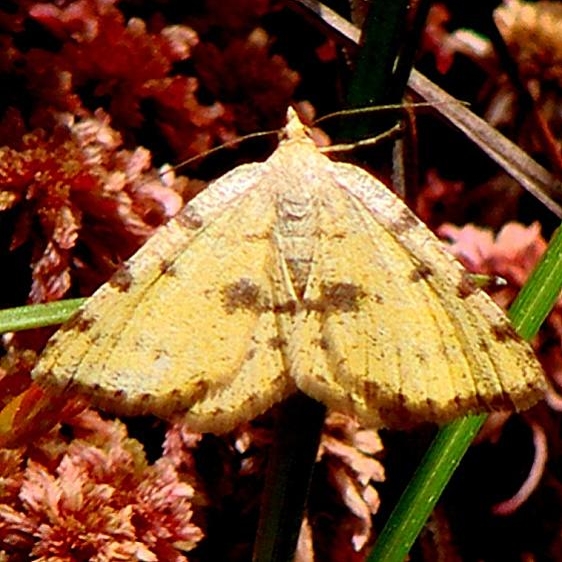6284 Speranza amboflava Shingleton Bog Mich 6-18-10 (5)_opt