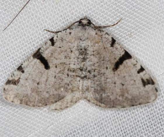6303 Barred Granite Moth Lake of the Woods Ontario 7-18-16a_opt_opt