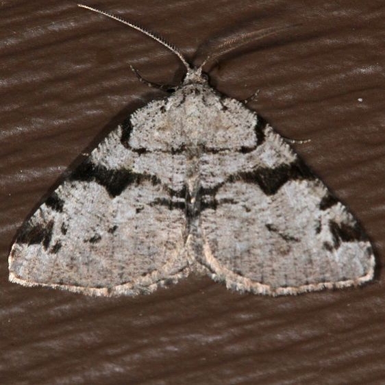 6304 Split-lined Granite Moth Ash Rapids Lodge Lake of the Woods Ont 7-23-17 (49)_opt