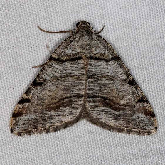 6308 Speranza colata Devil's Canyon Campground National Forest Utah 6-7-17 (55)_opt