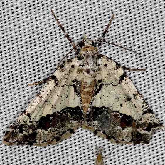 6311 Speranza graphidaria NABA Gardens Texas 11-3-13