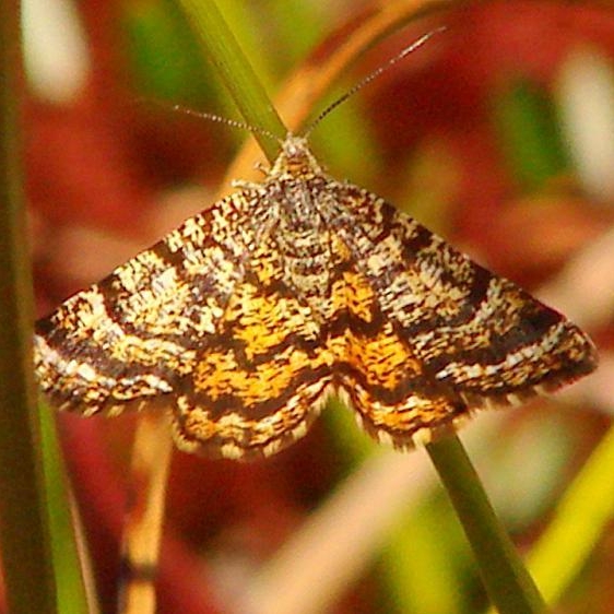 6321 Black-banded Orange Cranberry Bog UP Mich 6-25-12