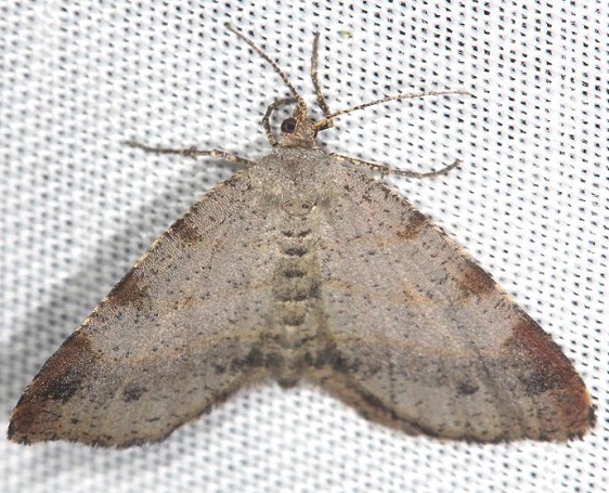 6322-Orangewing-Moth-yard-5-30-13-23a
