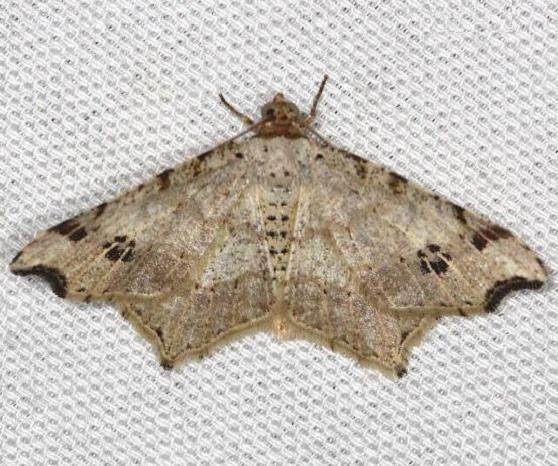 6326 Common Angle Moth yard 4-26-13