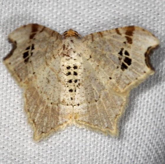 6331 Promiscuous Angle Moth Shawnee St Pk Oh 6-15-13