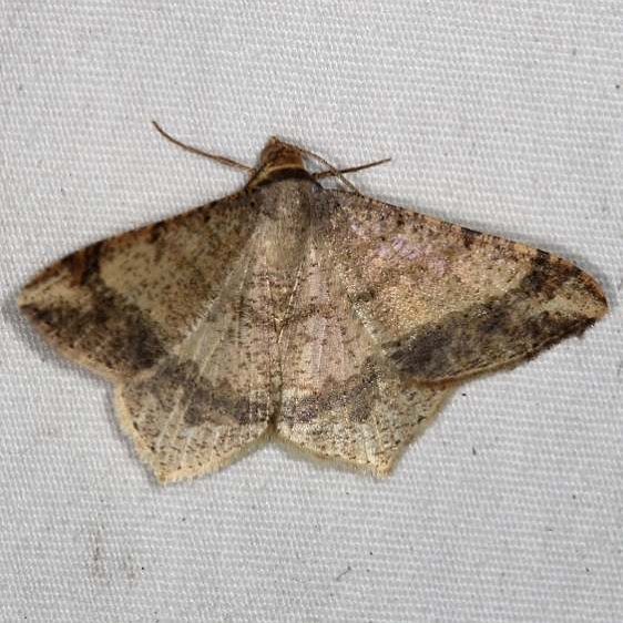 6332 Dot-lined Angle Moth yard 9-5-15