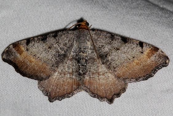 6338 Macaria adonis Golden Gate Canyon St Pk Colorado 6-27-17 (60)_opt