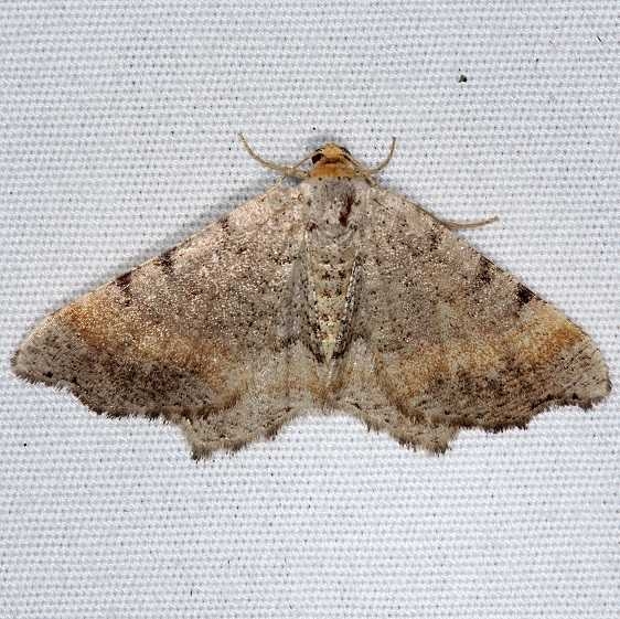 6339 Blurry Chocolate Angle Moth yard 7-4-14