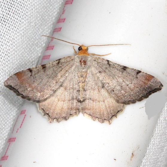6340 Minor Angle Moth yard 8-6-13
