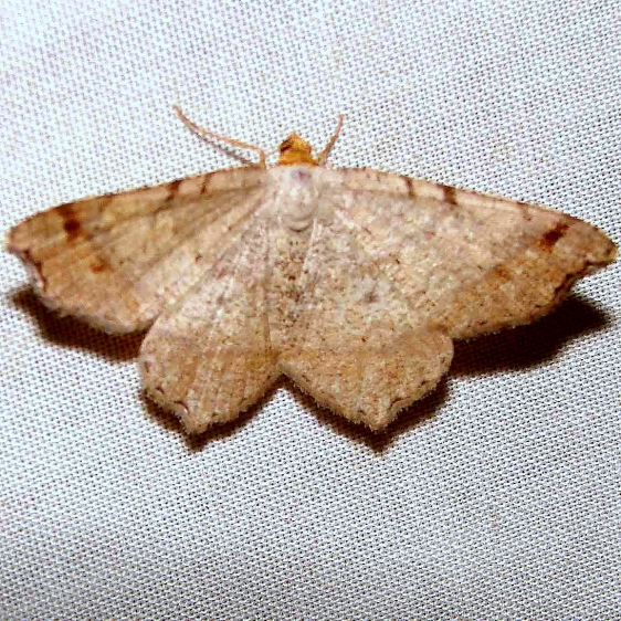 6342 Macaria bisignata Paines Prairie St Pk 3-31-11