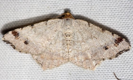 6342 Red-headed Inchworm Moth yard 8-17-12_opt