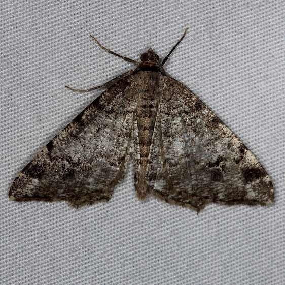 6343 Six-spotted Angle Moth Thunder Lake UP Mich 6-20-14
