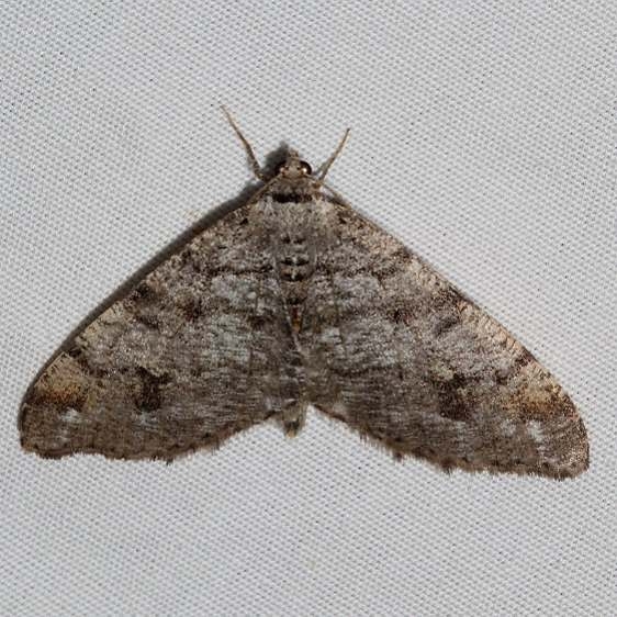 6344 Pale-marked Angle Moth Golden Gate St Pk Colorado 6-26-17 (2)_opt