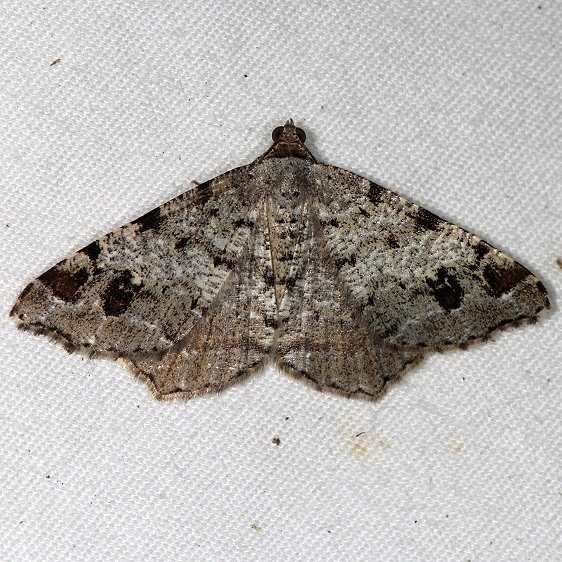 6347 White Pine Angle Moth yard 9-6-14