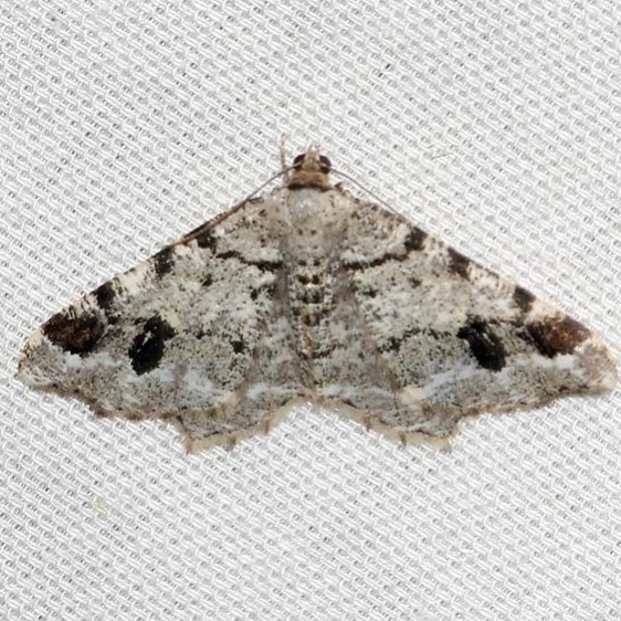 6348 Hemlock Angle Moth Obed River shed Tenn 8-26-12