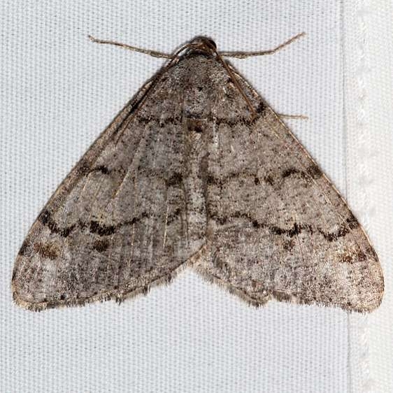 6350 Macaria submamorata Golden Gate Canyon St Pk Colorado 6-28-17 (24)_opt