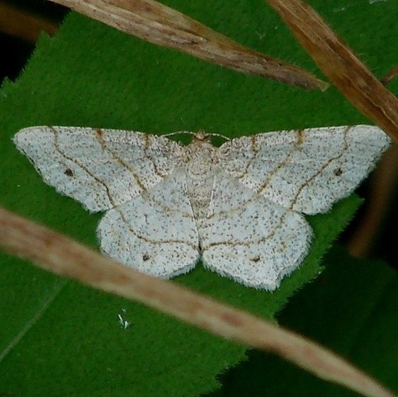 6360 Four-spotted Angle Moth Ancient Trail B-Darby Metro Oh 7-3-14