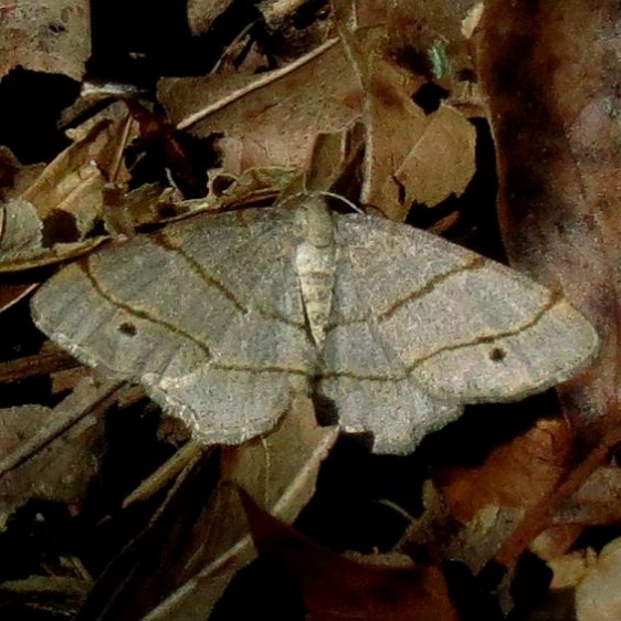 6360 Four-spotted Angle Moth Carter Cave St Pk 4-25-13