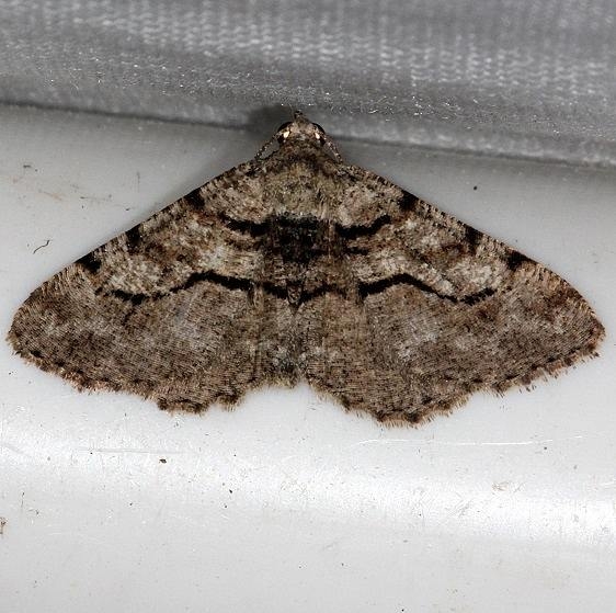 6362 Curve-lined Angle Moth Rodman Campground Fl 3-20-14