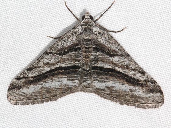 6363 Digrammia excurvata Fool Hollow Lake St Pk Ariiz 5-23-17 (116)_opt
