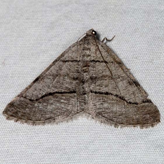 6363.1 Digrammia pallorata Devil's Canyon Campground Utah 6-7-17