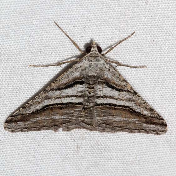 6368 Digrammia atrofasciata Colorado National Monument 6-17-17 (48)_opt
