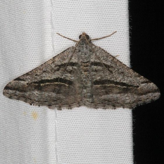 6370 Digrammia curvata Pine Lake campground Dixie Natl Forest Utah 6-2-17 (46)_opt