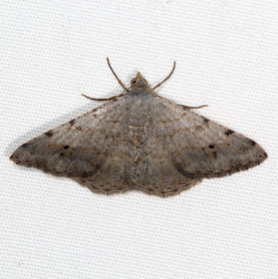 6374 Digrammia delectata Campsite 119 Falcon St Pk Texas 10-25-16_opt