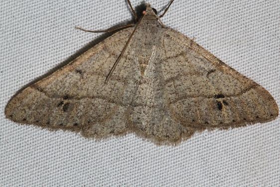 6377 Digrammia muscariata Black Canyon at the Gunnison Natl Pk Colorado 6-13-17 (16)_opt